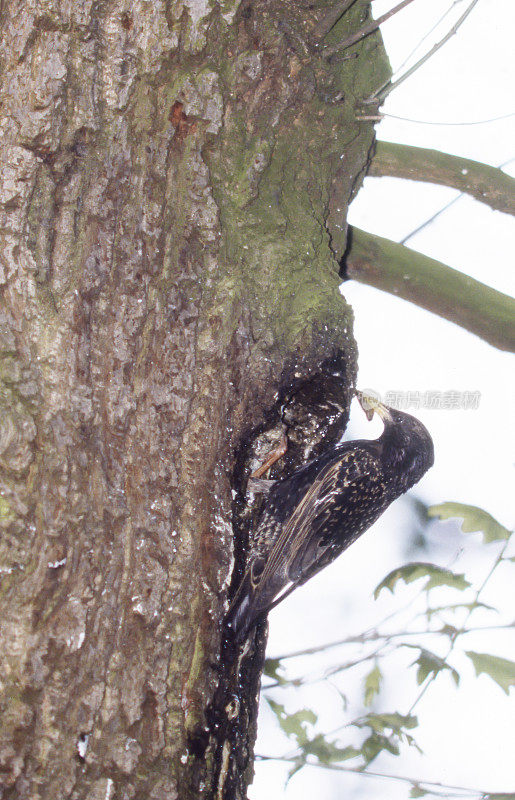 普通椋鸟(Sturnus vulgaris)的巢